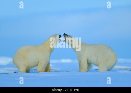 Zwei Eisbären kämpfen auf treibendem Eis in Arctic Svalbard. Wildtiere Winterszene mit zwei gefährlichen Tieren. Stockfoto