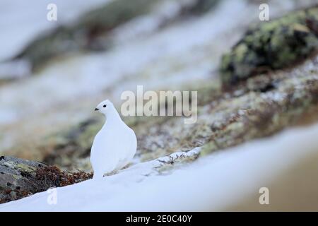 White Rock Ptarmigan, Lagopus mutus, weißer Vogel im Schnee, Norwegen. Kalter Winter, nördlich von Europa. Wildtierszene im Schnee. Weißer Vogel versteckt Stockfoto