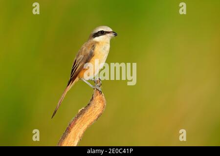 Braunwürger, Lanius cristatus, Vogel aus Sri Lanka. Tier in der Natur Lebensraum, Asien. Garnele auf dem Ast sitzend, klarer Hintergrund. Stockfoto