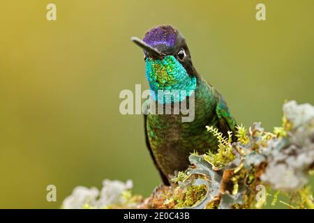 Kopf Porträt von Kolibri. Talamanca bewundernswert Kolibri, Eugenes spectabilis, Detail Bill von schönen Vogel. Wildlife-Szene aus der Natur. Details Stockfoto