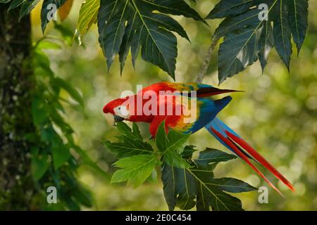 Zwei große scharlachrote Aras, Ara macao, zwei Vögel auf dem Ast sitzend, Brasilien. Wildtiere lieben Szene aus tropischen Wald Natur. Zwei schöne Papageien Stockfoto