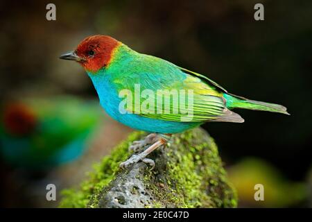 Bay-headed Tanager, Gyrola toddi, exotisches tropisch-blaues Tanager mit rotem Kopf, Costa Rica. Schöner Vogel aus dem Wald. Stockfoto