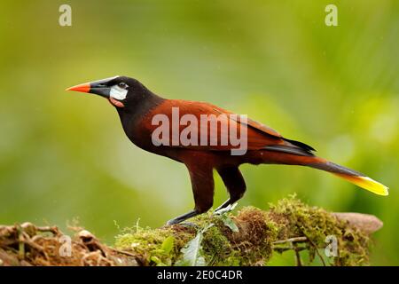 Montezuma Oropendola, Psarocolius montezuma, Portraitvogel aus Costa Rica, brauner Vogel mit schwarzem Kopf und orangefarbenem Schnabel, klar grüner Hintergrund. Stockfoto