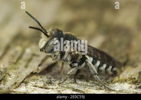 Kuckuck-Blatt-Cutter Bienen sind Cleptoparasiten auf anderen Bienen der Familie der Megachilidae. Die Männchen (wie dieses hier) sind schwer zu identifizieren, um die spec Stockfoto