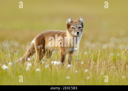 Polarfuchs, Vulpes lagopus, in der Natur Lebensraum. Fuchs auf der grünen Wiese mit Blumen, Svalbard, Norwegen. Wildlife Action Szene aus Norwegen. Stockfoto