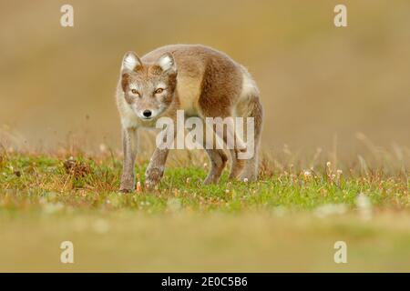 Polarfuchs, Vulpes lagopus, in der Natur Lebensraum. Fuchs auf der grünen Wiese mit Blumen, Svalbard, Norwegen. Wildlife Action Szene aus Norwegen. Stockfoto