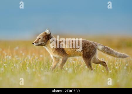 Polarfuchs, Vulpes lagopus, in der Natur Lebensraum. Fuchs auf der grünen Wiese mit Blumen, Svalbard, Norwegen. Wildlife Action Szene aus Norwegen. Stockfoto