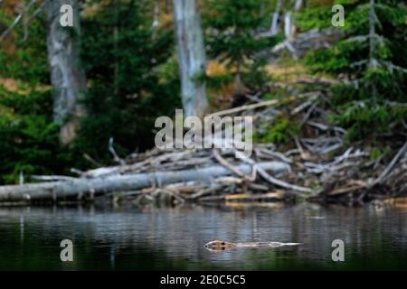 Biber, Castor Faser, im Bergsee, Schloss im Hintergrund. Wildlife-Szene aus der Natur. Tier aus dem Berg Sumava, Tschechische Republik. Beaver Stockfoto