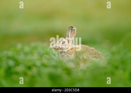 Niedliches Kaninchen mit Blumen, die im Gras sitzen. Tier in Natur Lebensraum, Leben auf der Wiese. Europäischer Hase, Oryctolagus cuniculus schnüffelt herum. Stockfoto