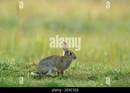 Niedliches Kaninchen mit Blumen, die im Gras sitzen. Tier in Natur Lebensraum, Leben auf der Wiese. Europäischer Hase, Oryctolagus cuniculus schnüffelt herum. Stockfoto