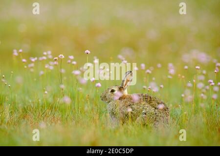 Niedliches Kaninchen mit Blumen, die im Gras sitzen. Tier in Natur Lebensraum, Leben auf der Wiese. Europäischer Hase, Oryctolagus cuniculus schnüffelt herum. Stockfoto