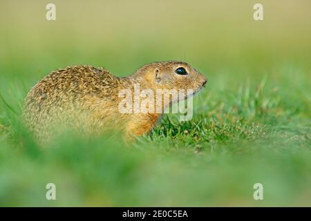 Tier im Gras versteckt. Europäische Ground Eichhörnchen, Spermophilus citellus, sitzend im grünen Gras im Sommer, Detail Tierportrait, Tschechisch R Stockfoto