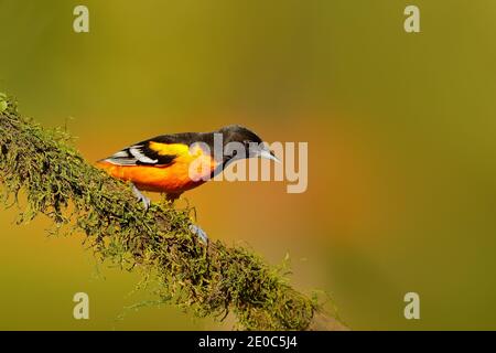 Baltimore Oriole, Icterus galbula, sitzend auf grünem Mooszweig. Tropic Vogeltangier in der Natur Lebensraum. Tierwelt in Costa Rica. Orangefarbene schwarze Halterung Stockfoto