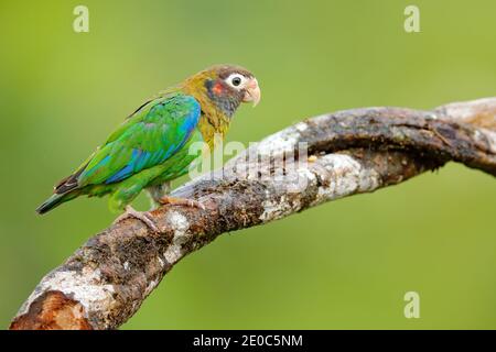 Papagei, Pionopsitta haematotis, Mexiko, grüner Papagei mit braunem Kopf. Detail Nahaufnahme Porträt von Vogel aus Mittelamerika. Wildlife-Szene aus Tropi Stockfoto