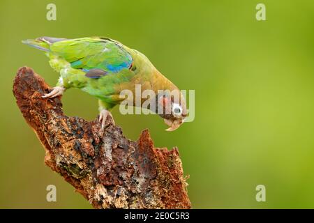 Papagei, Pionopsitta haematotis, Mexiko, grüner Papagei mit braunem Kopf. Detail Nahaufnahme Porträt von Vogel aus Mittelamerika. Wildlife-Szene aus Tropi Stockfoto