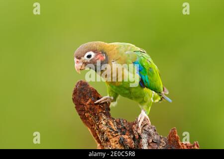 Papagei, Pionopsitta haematotis, Mexiko, grüner Papagei mit braunem Kopf. Detail Nahaufnahme Porträt von Vogel aus Mittelamerika. Wildlife-Szene aus Tropi Stockfoto