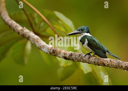 Amazonas Eisvogel, Chloroceryle amazona, grün und weiß Vogel sitzt auf dem Zweig, Vogel in der Natur Lebensraum, Baranco Alto, Pantanal, Brasilien. Stockfoto