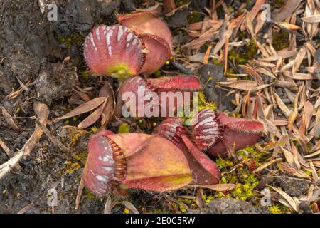 Australische endemische Wildlower: Cephalotus follicularis, die Albany-Krug-Pflanze, in der Nähe von Albany in Western Australia gesehen Stockfoto