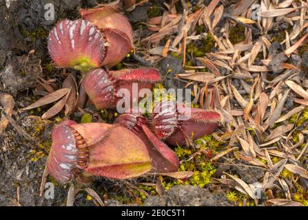 Australische endemische Wildlower: Cephalotus follicularis, die Albany-Krug-Pflanze, in der Nähe von Albany in Western Australia gesehen Stockfoto