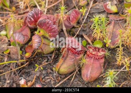 Australische endemische Wildlower: Cephalotus follicularis, die Albany-Krug-Pflanze, in der Nähe von Albany in Western Australia gesehen Stockfoto