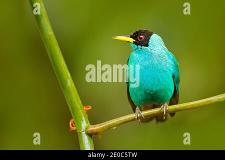 Grüner Honigkräher, Chlorophanes Spiza, exotischer tropischer Malachit-grüner und blauer Vogel aus Costa Rica. Tanager aus tropischem Wald. Wildtierszene, Stockfoto