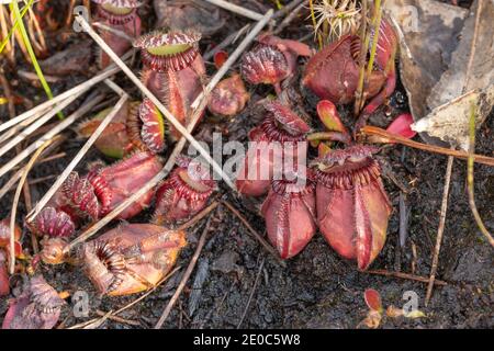 Großer Klumpen von Cephalotus follicularis, der Albany-Krug-Pflanze, in der Nähe von Albany in Western Australia gesehen Stockfoto