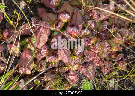 Großer Klumpen von Cephalotus follicularis, der Albany-Krug-Pflanze, in der Nähe von Albany in Western Australia gesehen Stockfoto