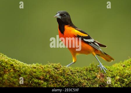 Baltimore Oriole, Icterus galbula, sitzend auf dem grünen Mooszweig. Tierwelt in Costa Rica. Orange schwarze Bergvogel im dunkelgrünen Wald, cle Stockfoto