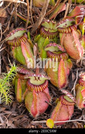 Mehrere Bilder der endemischen und gefährdeten Albany-Krug-Pflanze (Cephalotus follicularis) in der Nähe von Albany in Western Australia Stockfoto