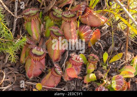 Großer Klumpen von Cephalotus follicularis, der Albany-Krug-Pflanze, in der Nähe von Albany in Western Australia gesehen Stockfoto