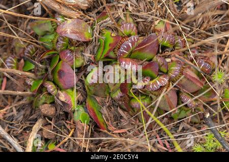 Großer Klumpen von Cephalotus follicularis, der Albany-Krug-Pflanze, in der Nähe von Albany in Western Australia gesehen Stockfoto