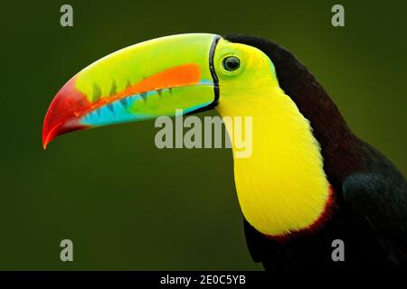 Toucan sitzt auf dem Ast im Wald, grüne Vegetation. Natur Urlaub in Mittelamerika. Kielschnabel-Toucan, Ramphastos sulfuratus. Wil Stockfoto