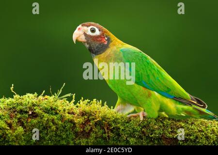 Papagei, Pionopsitta haematotis, Mexiko, grüner Papagei mit braunem Kopf. Detail Nahaufnahme Porträt von Vogel aus Mittelamerika. Wildlife-Szene aus Tropi Stockfoto