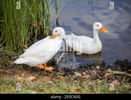 Pekin oder White Pekin Enten stehen neben dem Teich Ihre Federn putzen Stockfoto