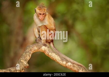 Toque Macaque, Macaca Sinica, Affe mit Abendsonne. Makaken in Naturlebensraum, Sri Lanka. Wildtierszene aus Asien. Schöner Wald im Hintergrund. Stockfoto