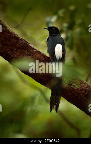 Der schwarze Drongo ist ein asiatischer Singvogel der Drongo-Familie. Es ist ein häufiger residenter Züchter in vielen tropischen Südasien aus dem Südwesten des Iran Stockfoto