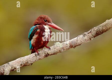 Schöner Vogel aus Indien. Weißkehlenfischer, Halcyon smyrnensis, exotischer Brawn und blauer Vogel, der auf dem Ast sitzt, Sri Lanka, Asien. Stockfoto