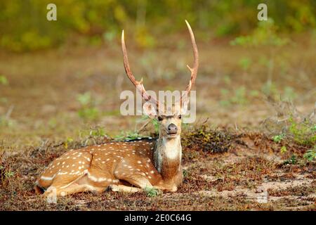 Sri Lankan Achse Hirsch Axis ceylonensis, oder Ceylon gefleckte Hirsche in Natur Lebensraum. Majestätisch kraftvolle erwachsenen Tier im Gras sitzen. Stockfoto