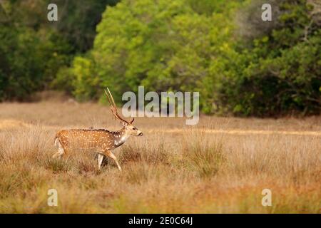 Sri Lankan Achse Hirsch Axis ceylonensis, oder Ceylon gefleckte Hirsche in Natur Lebensraum. Majestätisch kraftvolle erwachsenen Tier im Gras sitzen. Stockfoto