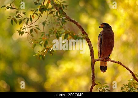 Kunstansicht auf die Natur. Haubenschlange Adler, Spilornis cheela, in der Waldumgebung thront, auf der Suche nach Beute. Wildtierfotografie in Wilpattu Stockfoto