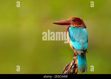 Schöner Vogel aus Indien. Weißkehlenfischer, Halcyon smyrnensis, exotischer Brawn und blauer Vogel, der auf dem Ast sitzt, Sri Lanka, Asien. Stockfoto