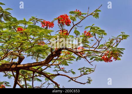 INDIA KOCHI COCHIN DIE SPEKTAKULÄREN ROTEN BLÜTEN DER FLAMME BAUM Delonix regia Stockfoto