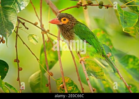 Exotischer Vogel aus Sri Lanka. Braunkoaded Barbet, Megalaima zeylanica, thront auf Zweig. Vogel in der schönen Umgebung. Barbet aus Sri Lanka, wildlif Stockfoto