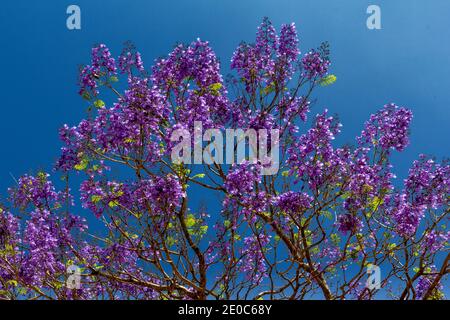 JACARANDA JACARANDA MIMOSIFOLIA EIN BAUM IN VOLLER BLÜTE IN INDIEN Stockfoto