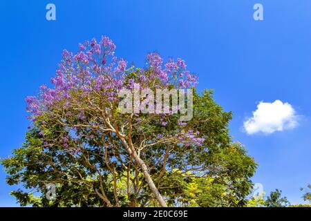 JACARANDA JACARANDA MIMOSIFOLIA ZWEIGE DES BAUMES VOLLER BLUMEN IN INDIEN Stockfoto