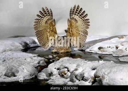 Eule fliegen mit Fischen. Blakistons Fischeule, Bubo blakistoni, Nachtfliege mit Fang, eine Untergruppe von Adlern. Vogeljagd im kalten Wasser. Wildlife-Szene aus Stockfoto