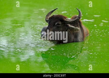 Asiatischer Wasserbüffel, Bubalus bubalis, im grünen Teich. Großes Tier in der Natur Lebensraum. Stier Schwimmen im See in Yala, Tierwelt Sri Lanka. Stockfoto