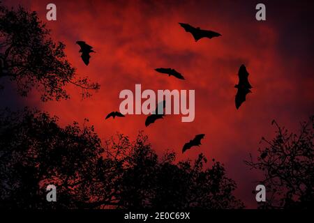 Nachttiere mit Fledermäusen. Riesiger indischer Fruchtbat, Pteropus giganteus, auf rotem Sonnenuntergang dunklem Himmel. Fliegende Mäuse in der Natur Lebensraum, Yala Nationalpark, Stockfoto