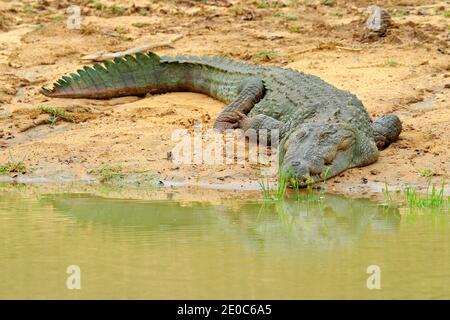 Große Mugger Krokodil Crocodylus palustris Entspannung im Schlamm durch den Fluss, Sri Lanka. Große Eidechse am Wasser. Stockfoto