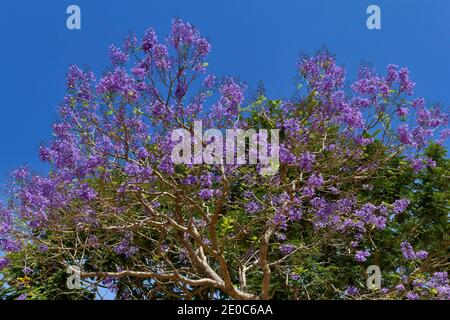 JACARANDA JACARANDA MIMOSIFOLIA BAUM IN VOLLER BLÜTE IN INDIEN Stockfoto